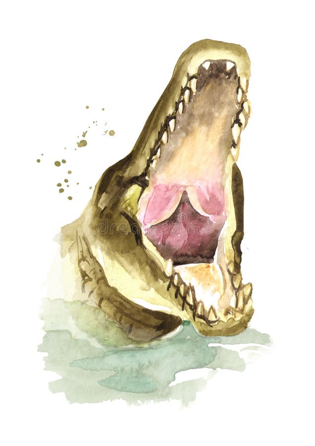Head of Wild attacker from the water crocodile or Alligator with open mouth. Watercolor hand drawn illustration, isolated on white. Background stock illustration