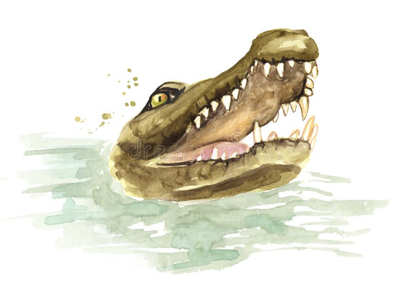 Head of Wild come up from the water crocodile or Alligator with open mouth. Watercolor hand drawn illustration, isolated on white. Background royalty free illustration