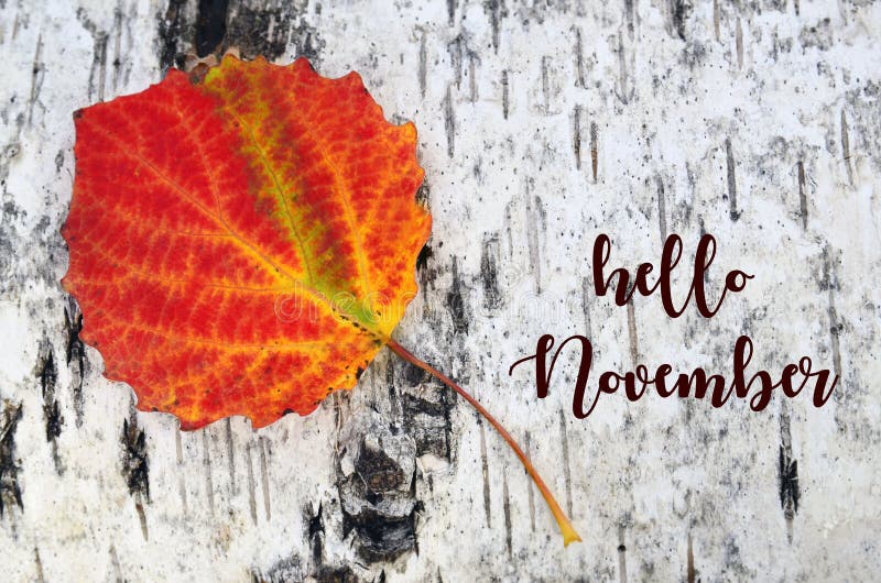 Hello November.Colorful aspen tree leaf on a white birch bark background.Fall season concept. Selective focus royalty free stock images Hello November.Colorful aspen tree leaf on a white birch bark background.Fall season concept. Selective focus royalty free stock images