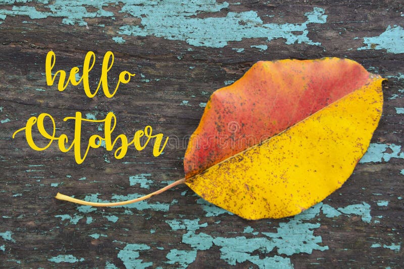 Hello October.Colorful aspen tree leaf on blue colored old wooden texture.Fall season Hello October.Colorful aspen tree leaf on blue colored old wooden texture.Fall season concept. Selective focus stock photo