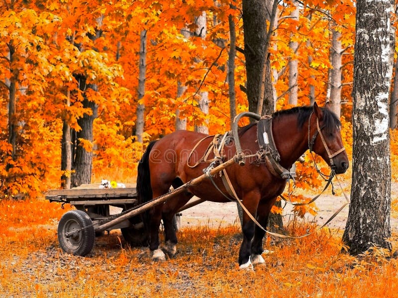 Horse in golden autumn royalty free stock images