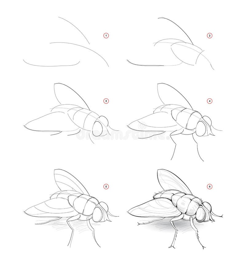 How to draw sketch of fly. Creation step by step pencil drawing of imaginary insect. Education for artists. Textbook for. Developing artistic skills. Hand-drawn vector illustration How to draw sketch of fly. Creation step by step pencil drawing of imaginary insect. Education for artists. Textbook for. Developing artistic skills. Hand-drawn vector illustration