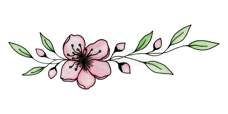 Ink and pencil drawing of sakura or cherry blossom flower isolated on white, elegant cherry blossom illustration. Illustration with ink and pencil drawing of vector illustration