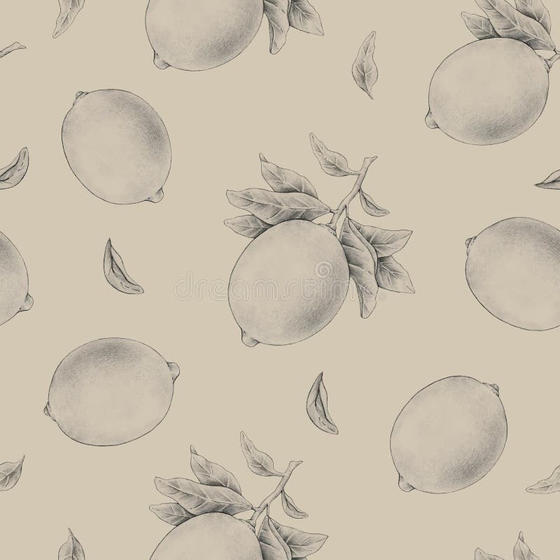 Illustration of monochrome lemon fruits on a branch with leaves isolated on a beige background. Pencil drawing seamless pattern. Illustration of monochrome royalty free illustration