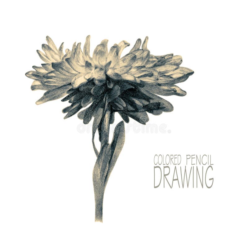 Illustration with spring flower. Drawn by hand with colored pencils. Pencil drawing. Floral element for design. Toned black-and-white stock illustration