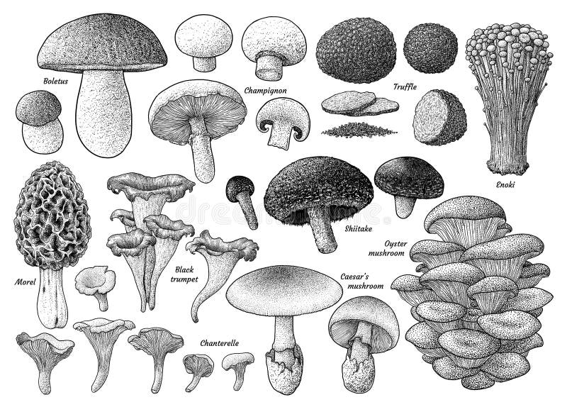 Edible mushroom collection, illustration, drawing, engraving, ink, line art, vector stock illustration