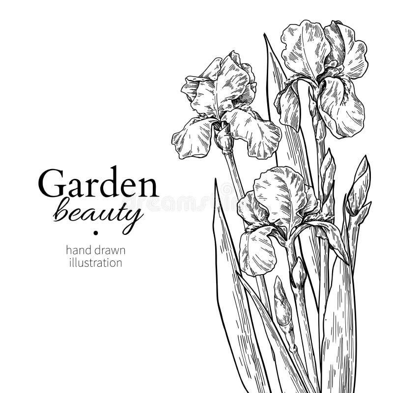 Iris bouquet. Flower and leaves drawing. Vector hand drawn engraved floral set. Garden bloom. Botanical Black ink sketch. Great for tattoo, invitations vector illustration Iris bouquet. Flower and leaves drawing. Vector hand drawn engraved floral set. Garden bloom. Botanical Black ink sketch. Great for tattoo, invitations vector illustration