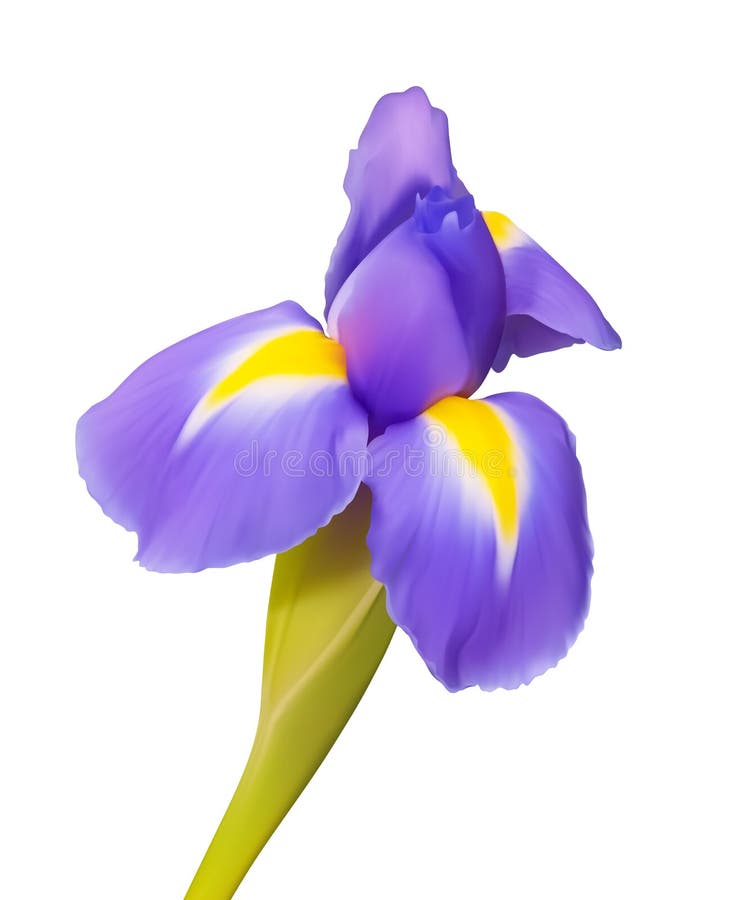Iris flower drawing. Beautiful nature stock illustration