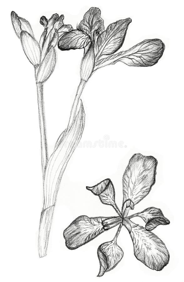 Iris flower drawing on white background. Fast pencil sketch royalty free illustration
