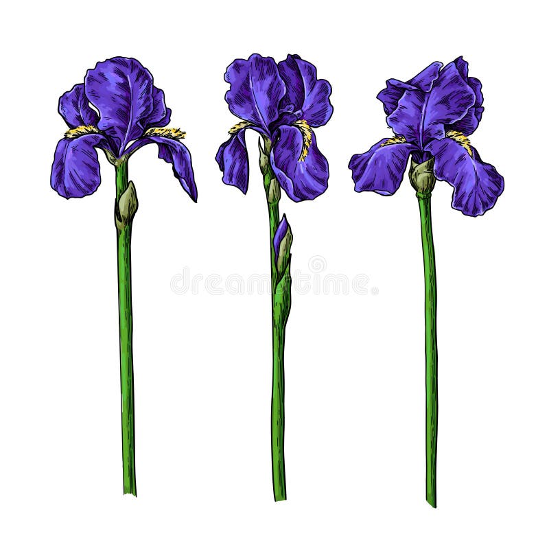 Iris flower and leaves drawing. Vector hand drawn floral object. Garden bloom. Botanical sketch. Great for tattoo, invitations, greeting cards, decor vector illustration Iris flower and leaves drawing. Vector hand drawn floral object. Garden bloom. Botanical sketch. Great for tattoo, invitations, greeting cards, decor vector illustration