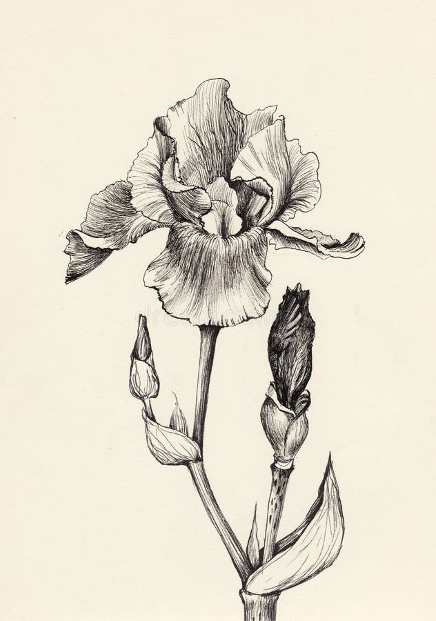 Iris flower pen and ink drawing. Iris flower pen and ink original drawing. Vintage engraving style royalty free illustration