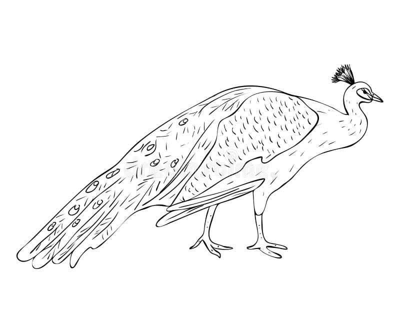 Isolated male peacock in black and white colors, outline original hand painted drawing royalty free illustration