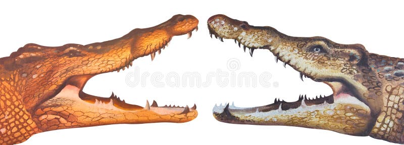 Isolates of drawing two crocodile. Isolated drawing of a crocodile, which was painted on a concrete wall stock illustration