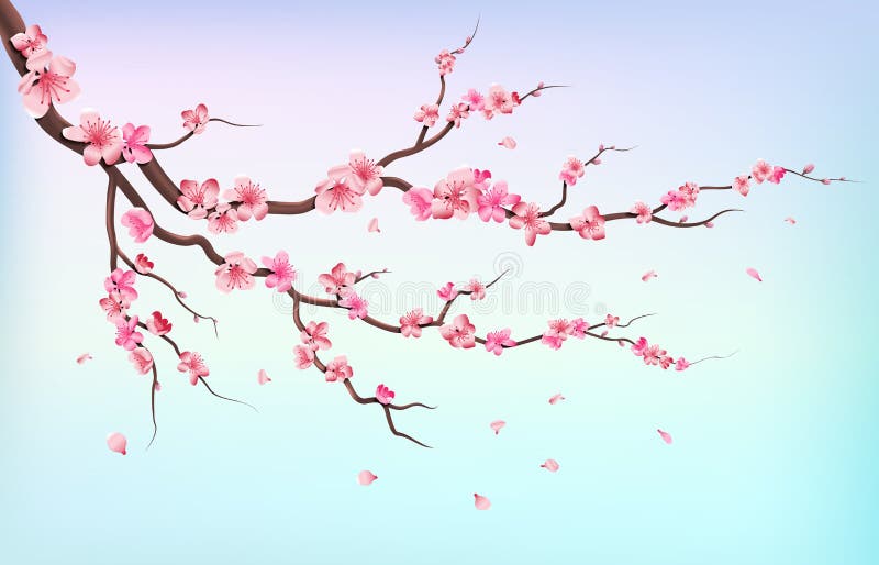Japan sakura branches with cherry blossom flowers and falling petals isolated on white background vector illustration. Branch of cherry blossoms on blue vector illustration