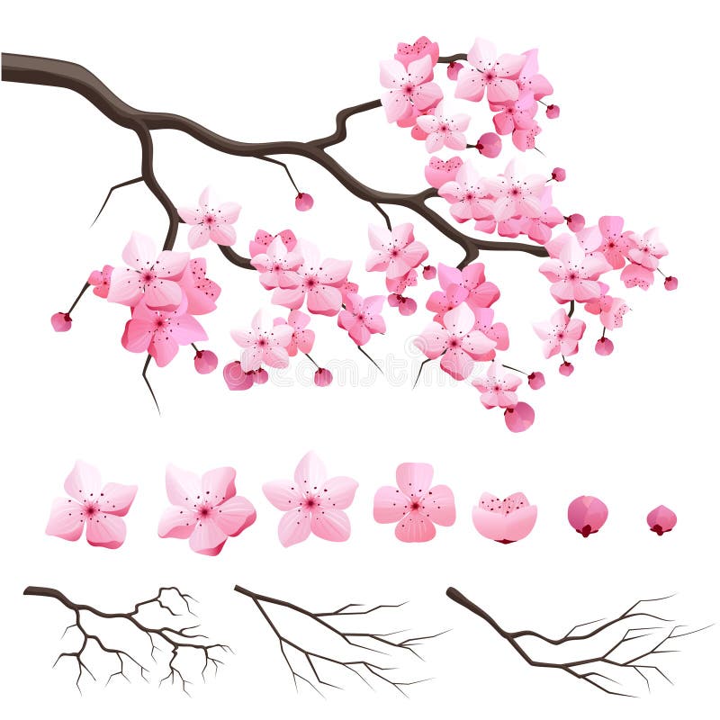 Japan sakura cherry branch with blooming flowers. Vector japan sakura cherry branch with blooming flowers. Design constructor with blooming cherry branch vector illustration