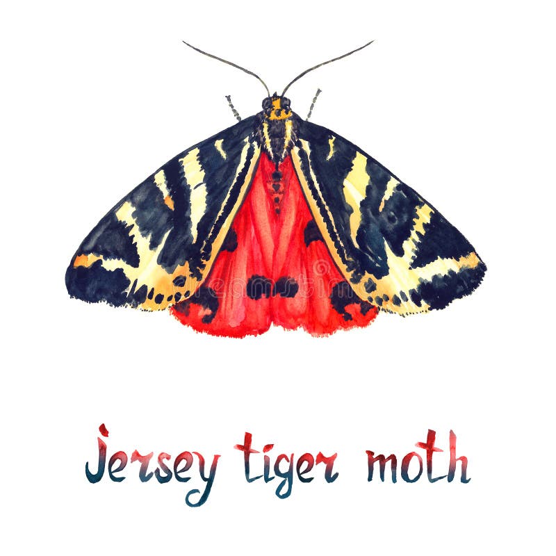 Jersey tiger moth, hand painted watercolor illustration. With handwritten inscription royalty free illustration Jersey tiger moth, hand painted watercolor illustration. With handwritten inscription royalty free illustration