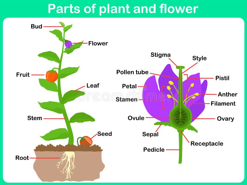 Leaning Parts of plant and flower for kids stock illustration