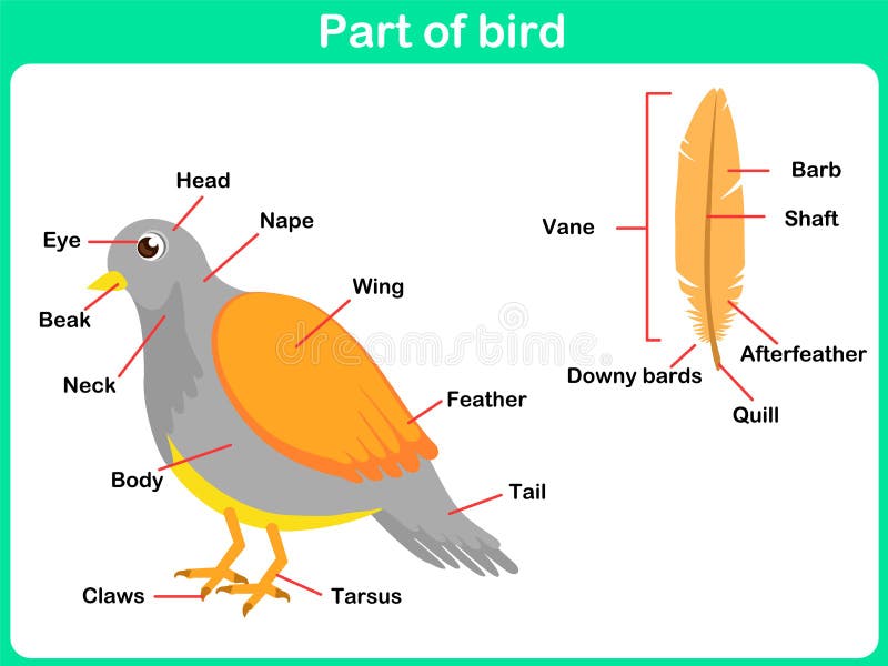 Learning Parts of bird for kids - Worksheet vector illustration