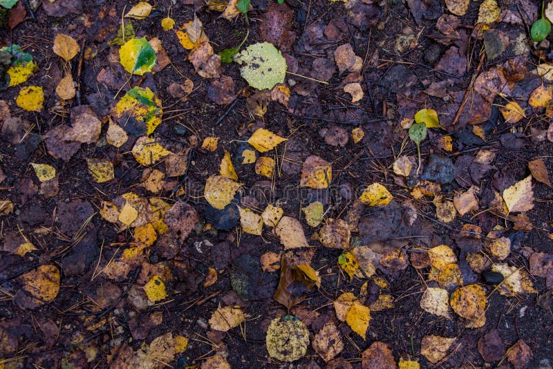 The leaves of aspen and birch fell to the ground, the approach of autumn and the first leaf fall. The leaves of aspen and birch fell to the ground, the approach royalty free stock photos The leaves of aspen and birch fell to the ground, the approach of autumn and the first leaf fall. The leaves of aspen and birch fell to the ground, the approach royalty free stock photos