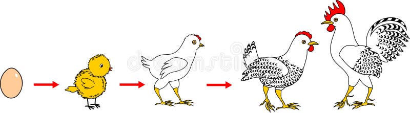 Stages of chicken growth from egg to adult bird. Life Cycle of Chicken. Stages of chicken growth from egg to adult bird vector illustration