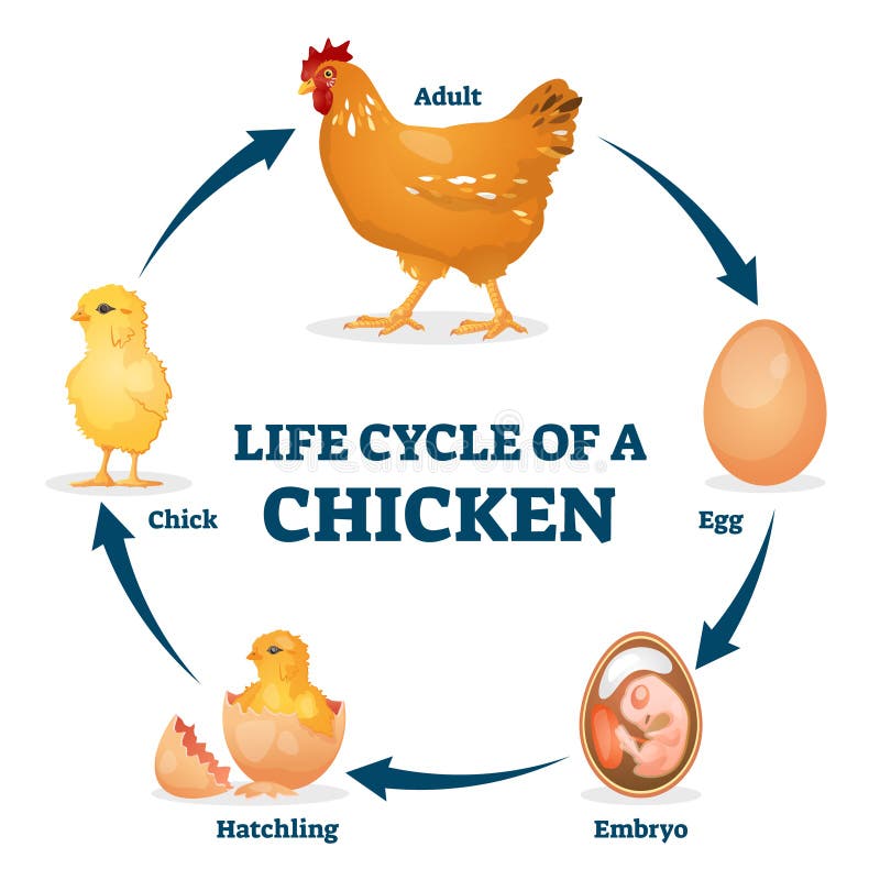 Life cycle of a chicken vector illustration. Labeled educational hen process. Life cycle of chicken vector illustration. Labeled educational hen process from egg stock illustration
