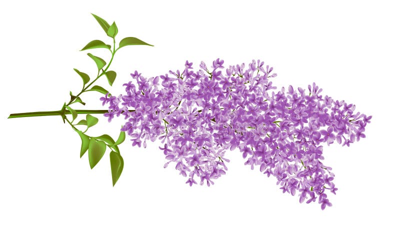 Lilac. The branch of a lilac made in a vector. Mesh stock illustration