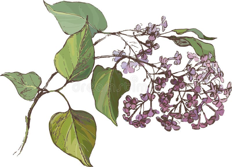 Lilac branch vector illustration