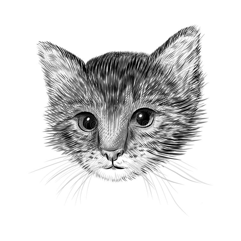 Little cat, kitten black and white vector illustration. Hand drawn sketch drawing. Pet portrait, Cute animal background.  royalty free illustration