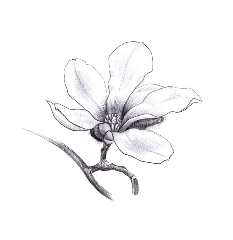 Magnolia spring flower, pencil hand drawn. Graphic design element vector illustration