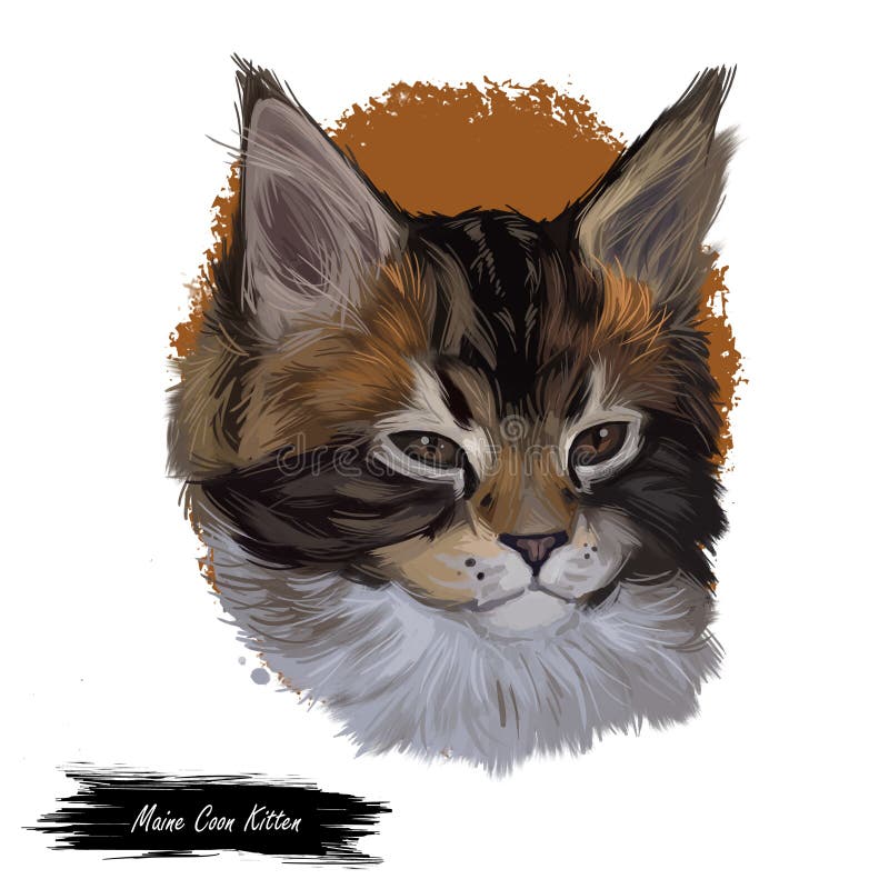 Maine coon kitten watercolor portrait of small cat digital art illustration. Realistic drawing of kitty with long and. Maine coon kitten watercolor portrait of stock illustration