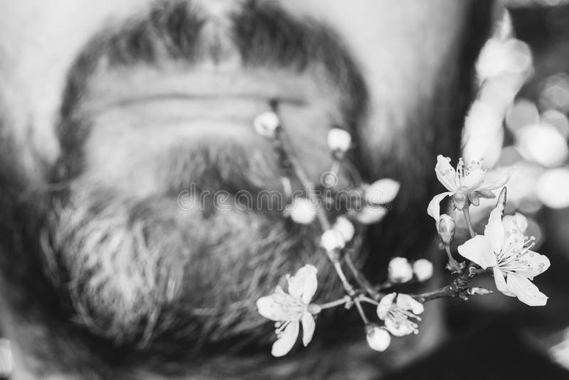 Male face with beard and mustache with a flowering twig in his lips. Selective focus, black and white photo royalty free stock photo