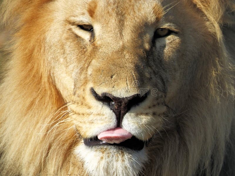 Male Lion Licking his lips. In the sun in Africa stock photo