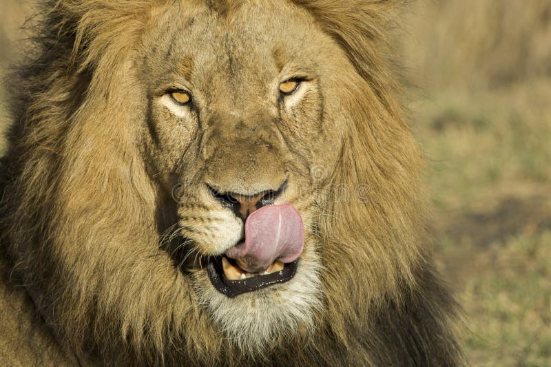 Male lion licking lips portrait. A male lion licking his lips stock photo