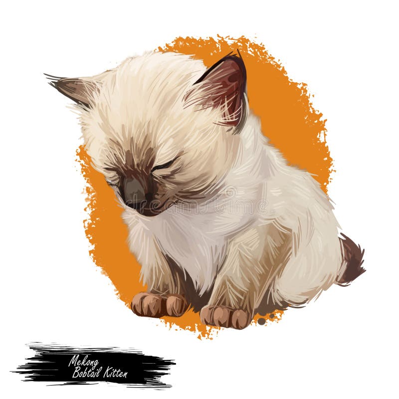 Mekong bobtail kitten digital art illustration. Sleeping catty watercolor portrait. Cute face of furry catty from South. Mekong bobtail kitten digital art vector illustration