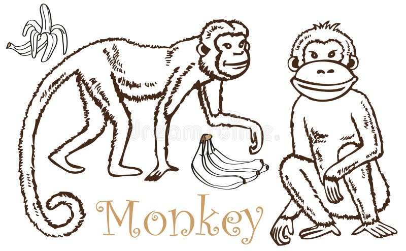Monkey and Bananas drawing. Drawing on a white background two monkeys and bananas royalty free illustration