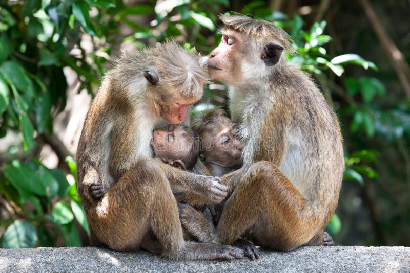 Mothers with young children Bonnet macaque monkeys royalty free stock photography