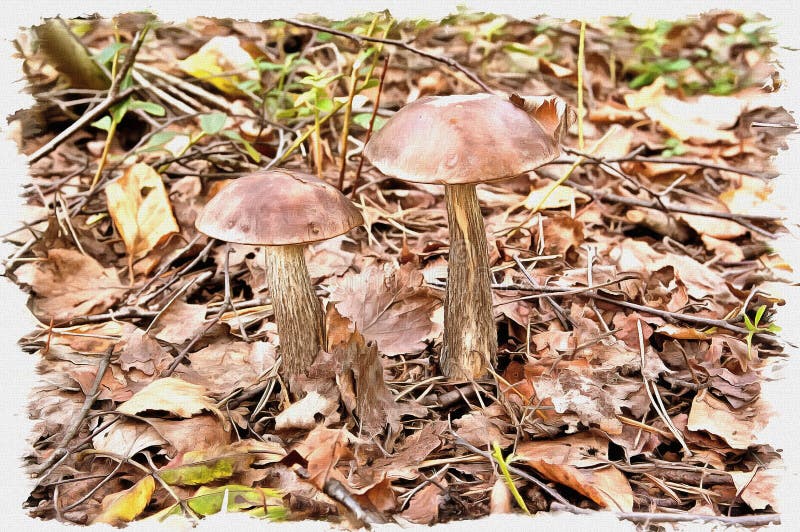 Mushroom brown cap Boletus to the forest. Imitation of a picture. Oil paint. Illustration vector illustration