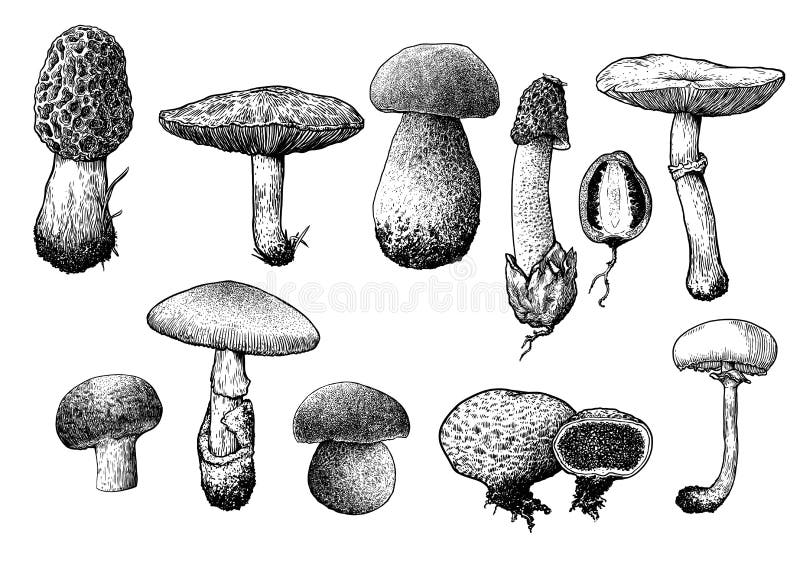 Mushroom collection illustration, drawing, engraving, line art stock illustration