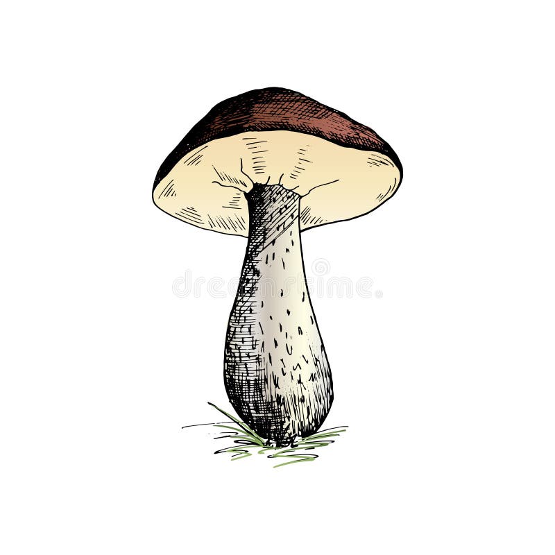 Mushroom. Hand painted sketch of a brown cap boletus mushroom. Single, isolated on a white background. Vector stock illustration