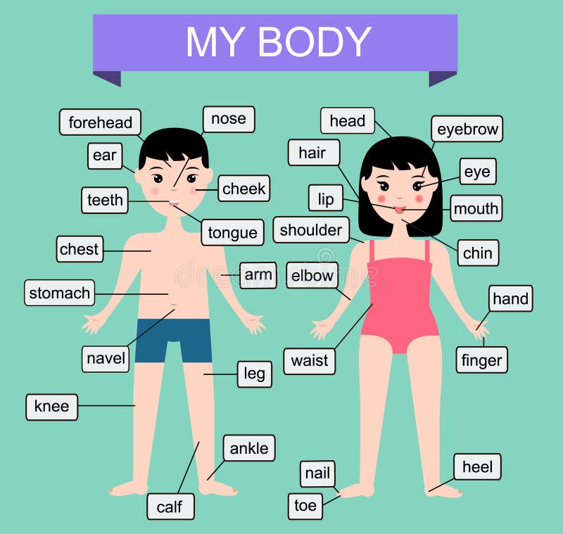 My body. Learning human parts of body. Educational vector illustration for kids. Children infographics royalty free illustration