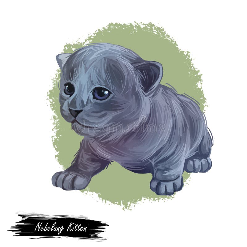Nebelung kitten digital art illustration. Longhaired Russian Blue watercolor portrait in realistic manner. Grey haired. Kitten face and body drawing vector illustration