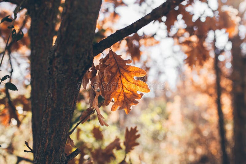 Oak tree leaves background. Oak branch with golden leaves. Autumn leaves texture and background for design. stock photo