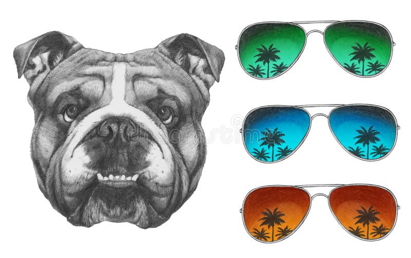 Original drawing of English Bulldog with mirror sunglasses. royalty free illustration