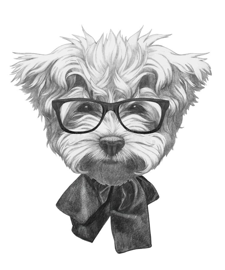Original drawing of Maltese Poodle with bow tie and glasses. stock illustration