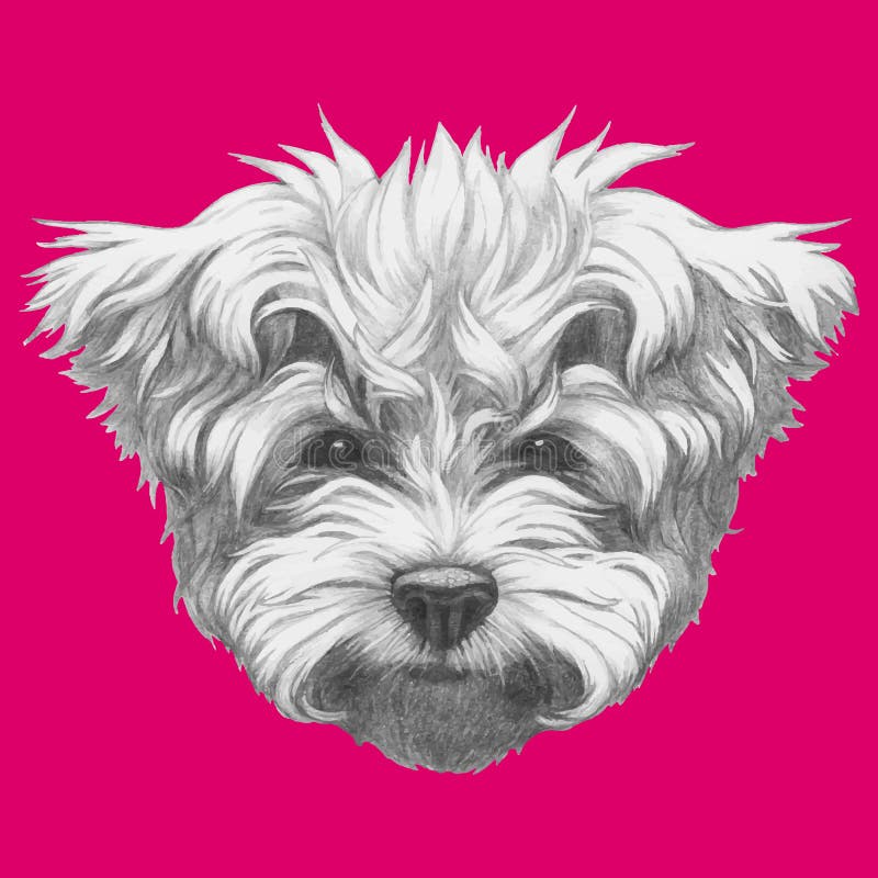 Original drawing of Maltese Poodle. Isolated on white background stock illustration