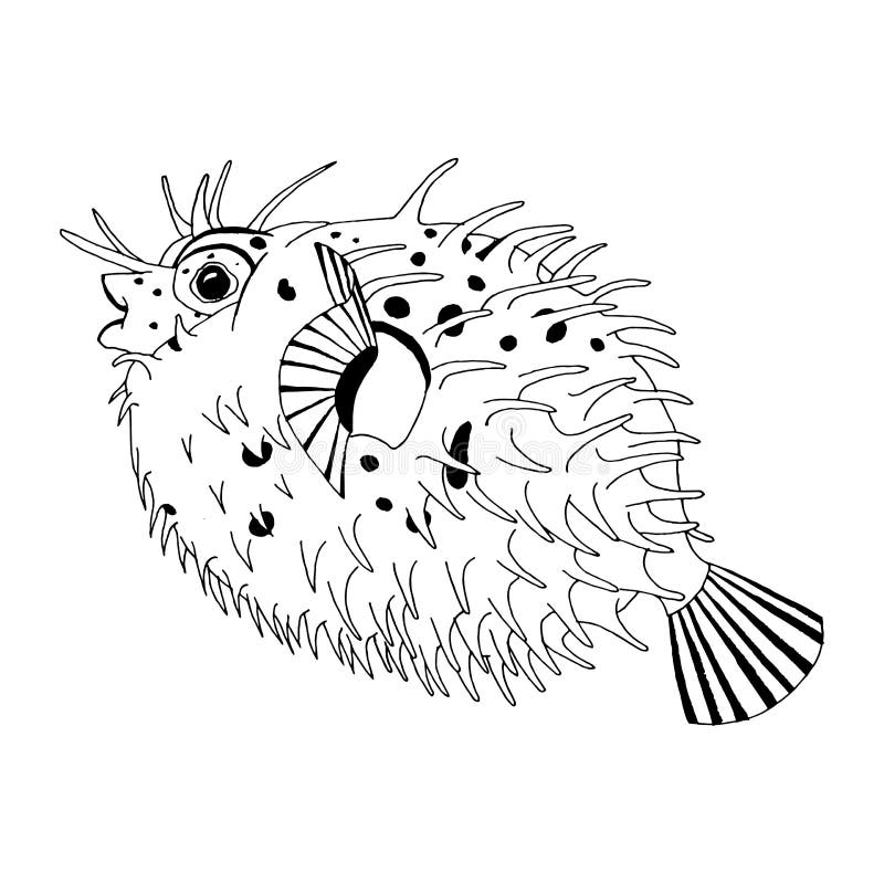 Original drawing of spine porcupine fish royalty free illustration