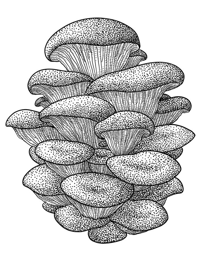 Oyster mushroom illustration, drawing, engraving, ink, line art, vector vector illustration