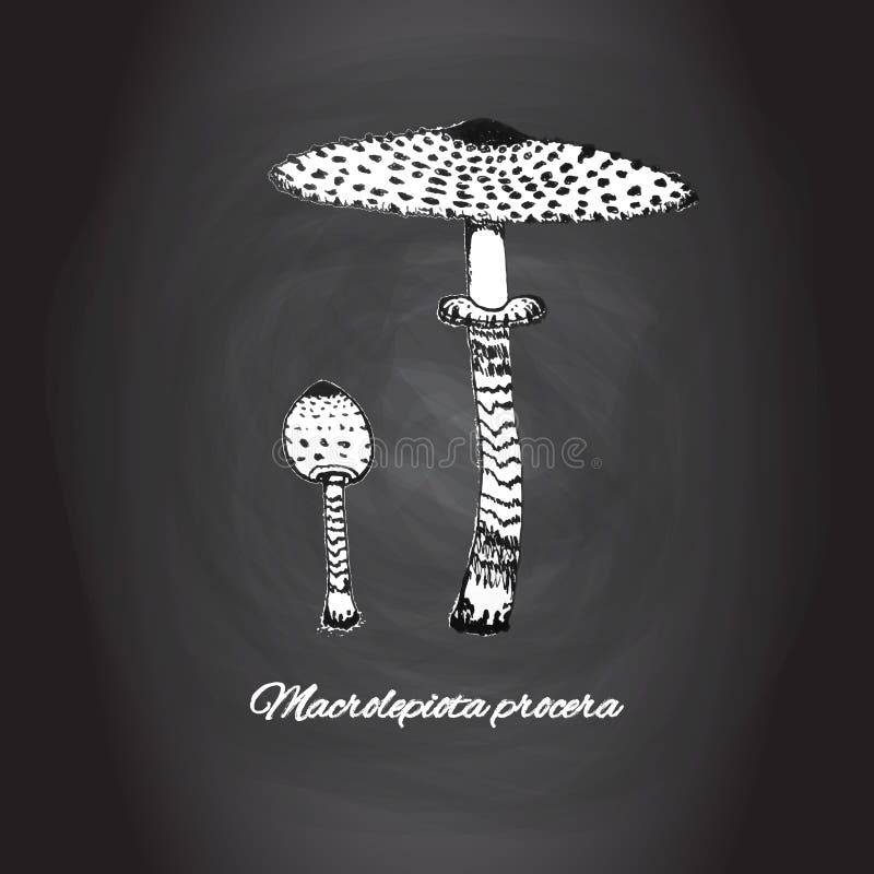 Parasol mushroom, Italian cooking ingredients, nature theme hand drawn sketch on chalk board background royalty free illustration