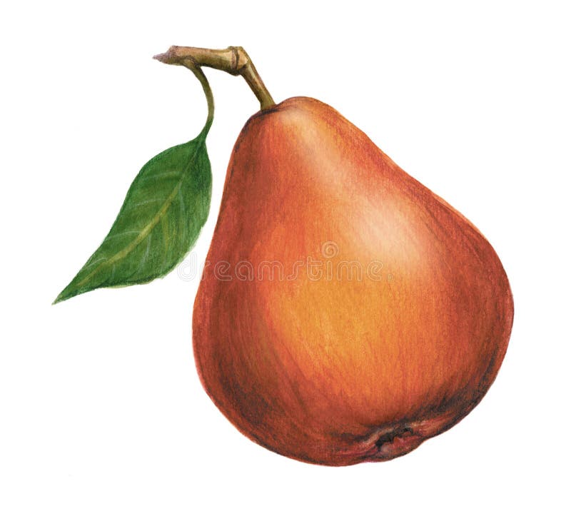 Pear, variety of pears, the harvest garden, illustration made with watercolors and colored pencils stock illustration