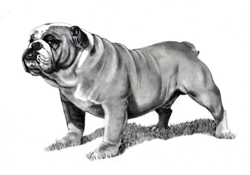 Pencil Drawing of Bulldog royalty free illustration